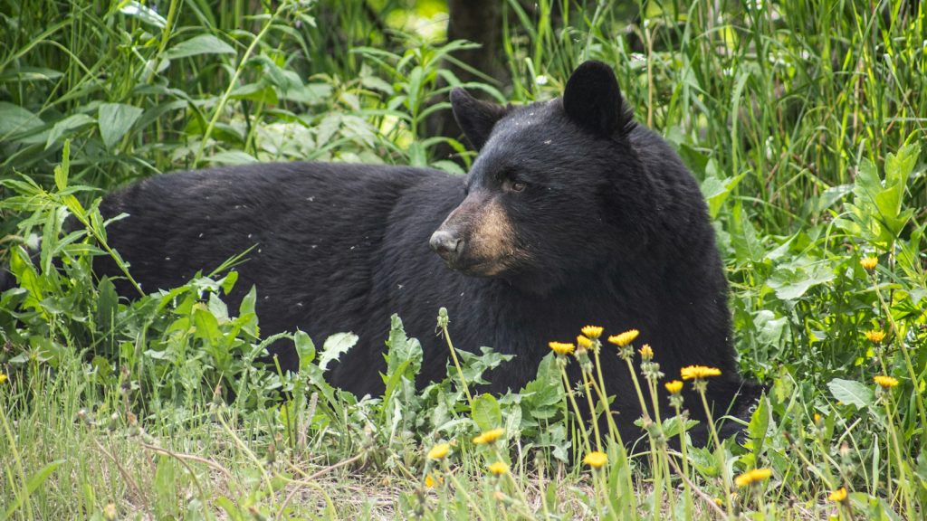 Notable Hammond Plains bear 'Limpy' relocated north