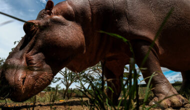 The Fight to Euthanize Pablo Escobar’s Hippos in Colombia