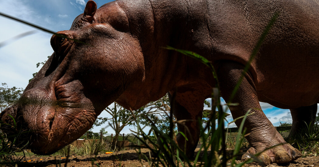 The Fight to Euthanize Pablo Escobar’s Hippos in Colombia