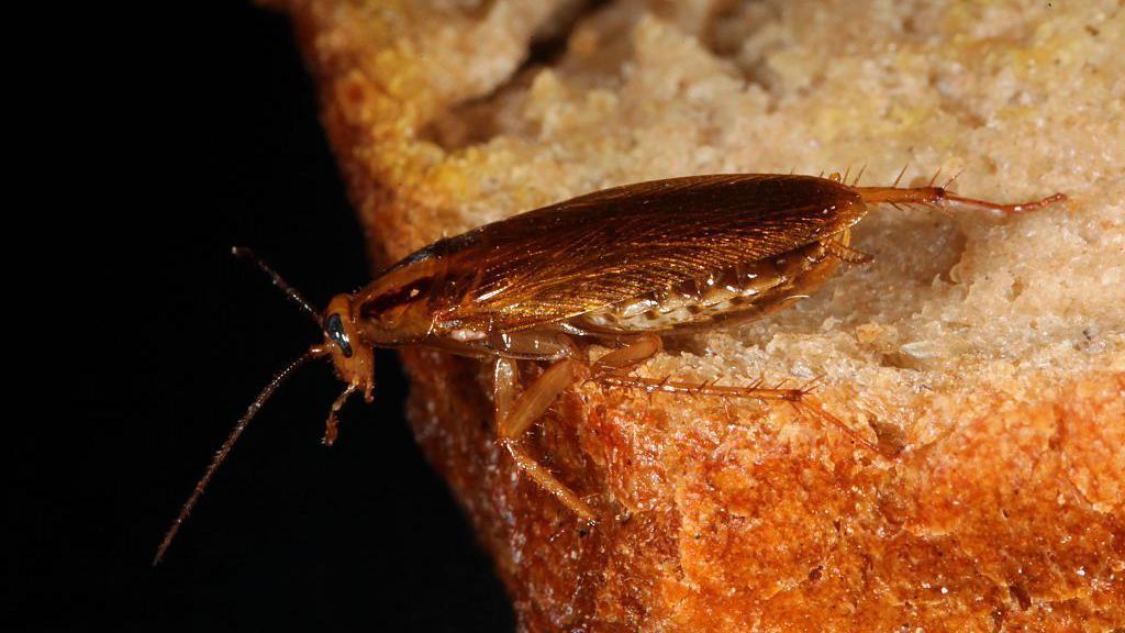 'They were coming from everywhere' - cockroach home infestations on the rise