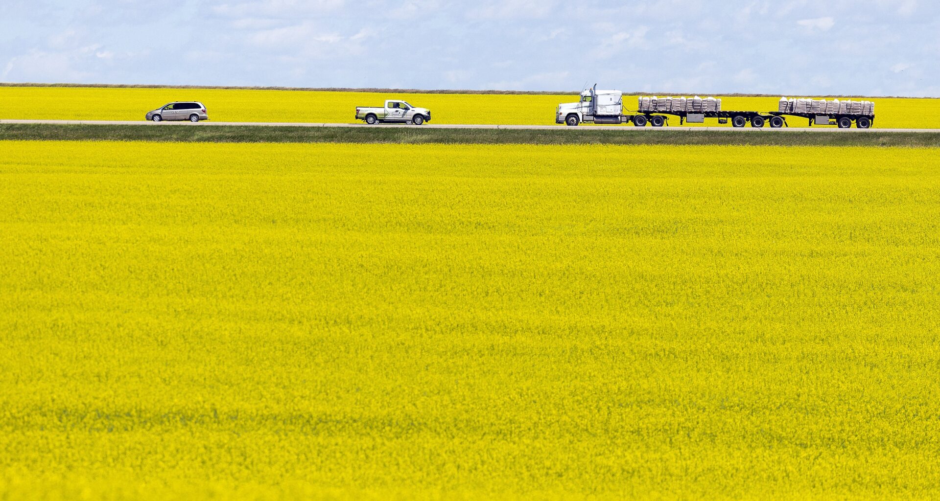 Yellow Canola fields in bloom near Regina.