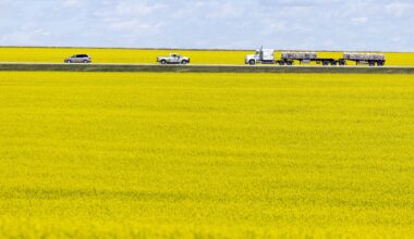 Yellow Canola fields in bloom near Regina.