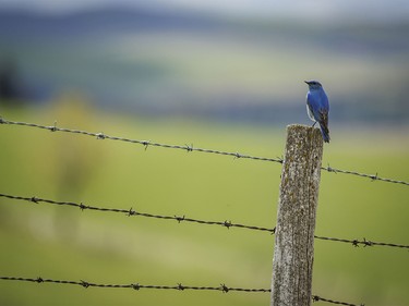 A bluebird takes a break from hunting bugs southwest of Calgary, Ab., on Wednesday, May 20, 2026.