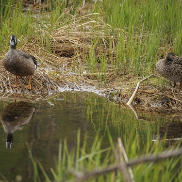 A pair of blue-winged teal relax at a beaver pond southwest of Calgary, Ab., on Wednesday, May 20, 2026.
