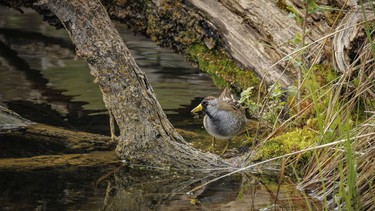 A sora forages in a beaver pond southwest of Calgary, Ab., on Wednesday, May 20, 2026.