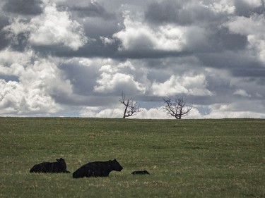 Cattle relax in a brief rain and snow pellet shower southwest of Calgary, Ab., on Wednesday, May 20, 2026.