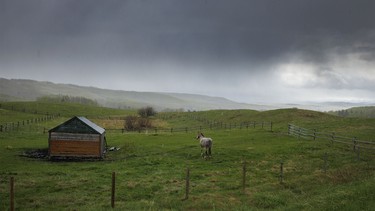 Rain and snow pellets fall on a horse in the hills southwest of Calgary, Ab., on Wednesday, May 20, 2026.