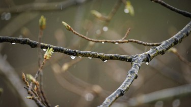 Raindrops on poplar branches in the hills southwest of Calgary, Ab., on Wednesday, May 20, 2026.