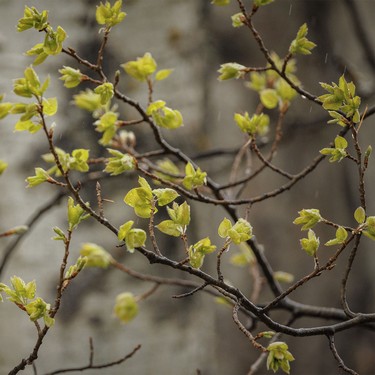 New saskatoon leaves in the hills southwest of Calgary, Ab., on Wednesday, May 20, 2026.