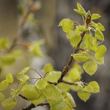 Tiny new aspen leaves in the hills southwest of Calgary, Ab., on Wednesday, May 20, 2026.