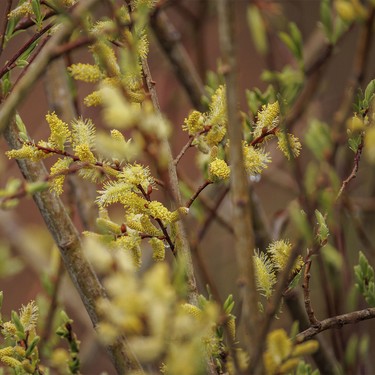 Willow flowers by a pond southwest of Calgary, Ab., on Wednesday, May 20, 2026.