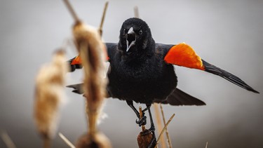 A redwing blackbird shows off by a pond southwest of Calgary, Ab., on Wednesday, May 20, 2026.