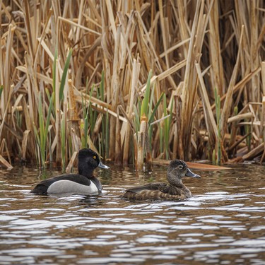 A pair of ring-necked ducks in a pond southwest of Calgary, Ab., on Wednesday, May 20, 2026.