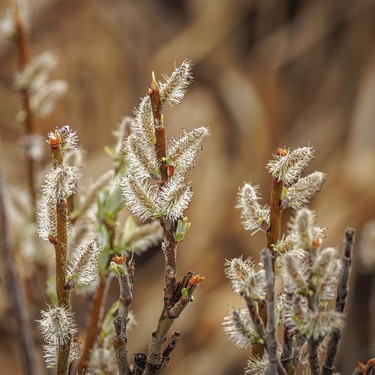 More willow flowers among cattails by a pond southwest of Calgary, Ab., on Wednesday, May 20, 2026.