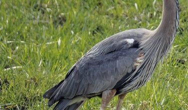 A blue heron hunts in a meadow southwest of Calgary, Ab., on Wednesday, May 20, 2026.