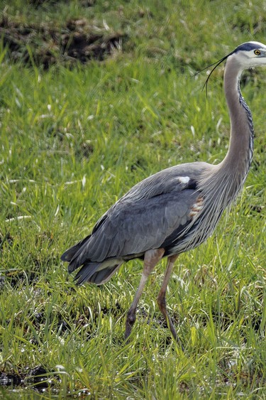 A blue heron hunts in a meadow southwest of Calgary, Ab., on Wednesday, May 20, 2026.