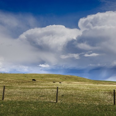 Cattle and storm clouds southwest of Calgary, Ab., on Wednesday, May 20, 2026.