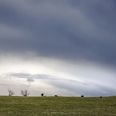 Rain sweeps over cattle southwest of Calgary, Ab., on Wednesday, May 20, 2026.