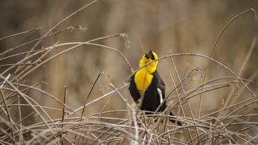 A yellow-headed blackbird sings near Indus, Ab., on Wednesday, May 27, 2026.