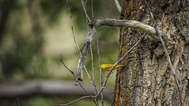 A yellow warbler in the riverine forest along the Bow River near Indus, Ab., on Tuesday, May 26, 2026.