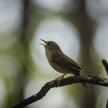 A wren announces its territory along the Bow River near Carseland, Ab., on Tuesday, May 26, 2026.
