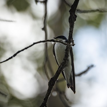 A tree swallow relaxes in the forest along the Bow River near Carseland, Ab., on Tuesday, May 26, 2026.