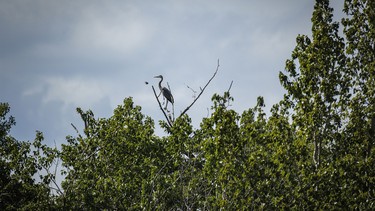 A blue heron near a nesting colony along the Bow River near Calgary, Ab., on Tuesday, May 26, 2026.