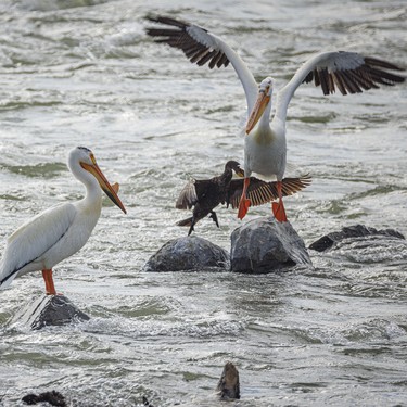 A cormorant decides he needs the rock more than a pelican does below the weir on the Bow River near Carseland, Ab., on Tuesday, May 26, 2026.