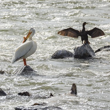 A cormorant dries its wings after chasing off a pelican below the weir on the Bow River near Carseland, Ab., on Tuesday, May 26, 2026.