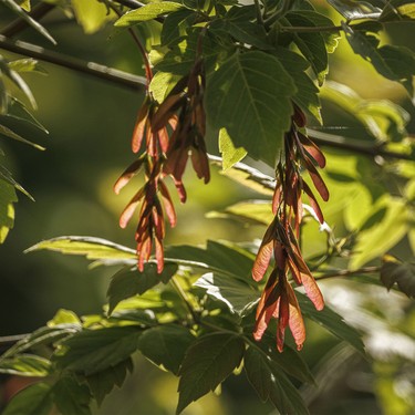 New Manitoba maple seeds in the forest along the Bow River near Carseland, Ab., on Tuesday, May 26, 2026.
