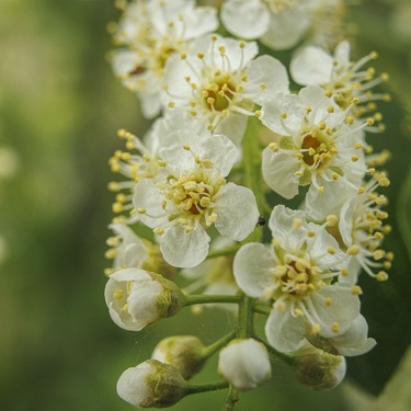 Chokecherry blossoms in the forest along the Bow River near Carseland, Ab., on Tuesday, May 26, 2026.