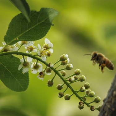 A bee approaches chokecherry blossoms in the forest along the Bow River near Carseland, Ab., on Tuesday, May 26, 2026.