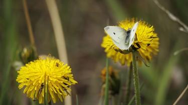 A butterfly and ants on dandelions in the forest along the Bow River near Carseland, Ab., on Tuesday, May 26, 2026.