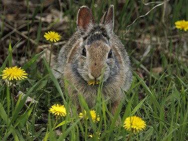 A young cottontail lunches on dandelions along the Bow River at Wyndham-Carseland Park near Carseland, Ab., on Tuesday, May 26, 2026.