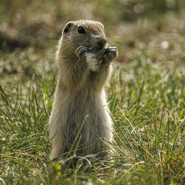 Young Richardson's ground squirrels nibble on dandelion seed along the Bow River at Wyndham-Carseland Park near Carseland, Ab., on Tuesday, May 26, 2026.