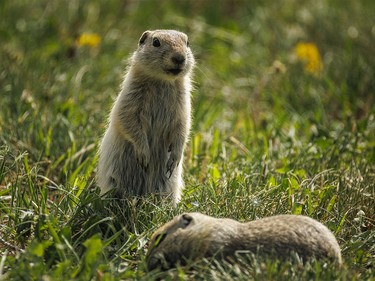 Young Richardson's ground squirrels forage for dandelion seed along the Bow River at Wyndham-Carseland Park near Carseland, Ab., on Tuesday, May 26, 2026.