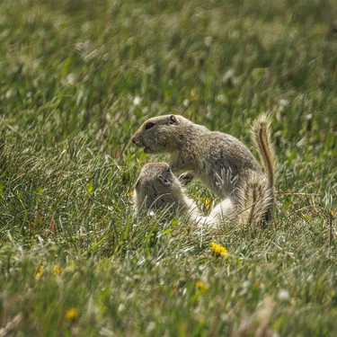 Young Richardson's ground squirrels tussle along the Bow River at Wyndham-Carseland Park near Carseland, Ab., on Tuesday, May 26, 2026.