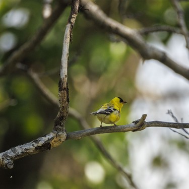 A goldfinch among the trees along the Bow River at Wyndham-Carseland Park near Carseland, Ab., on Tuesday, May 26, 2026.