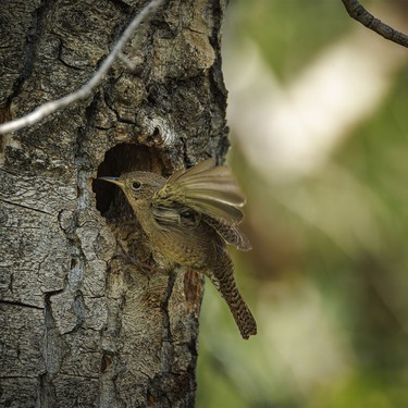 A wren returns to its nesting cavity in a tree along the Bow River at Wyndham-Carseland Park near Carseland, Ab., on Tuesday, May 26, 2026.