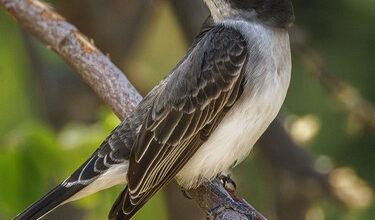 An eastern kingbird hunts in the forest along the Bow River at Wyndham-Carseland Park near Carseland, Ab., on Tuesday, May 26, 2026.