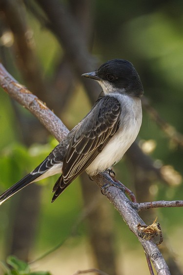 An eastern kingbird hunts in the forest along the Bow River at Wyndham-Carseland Park near Carseland, Ab., on Tuesday, May 26, 2026.