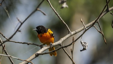 Pretty hard to miss the colours on an oriole along the Bow River at Wyndham-Carseland Park near Carseland, Ab., on Tuesday, May 26, 2026.