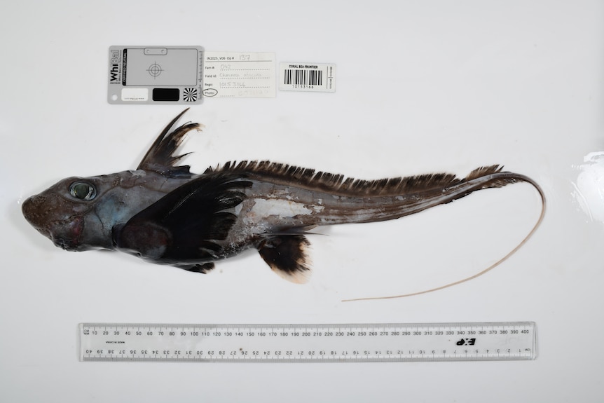 A black chimaera on a white background with a ruler beneath it.