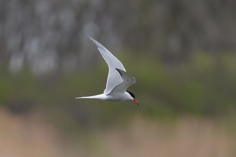 A white bird with gray wings and a black cap on its head flies against a blurred natural background. Its beak is slender and red, and its wings are pointed, showing it in mid-flight.