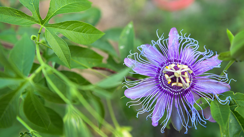 a closeup of a purple passionflower blossom