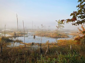 Wetlands that are part of the Benallen Nature Preserve in Georgian Bluffs just northwest of Owen Sound. (Rob Wray photo)