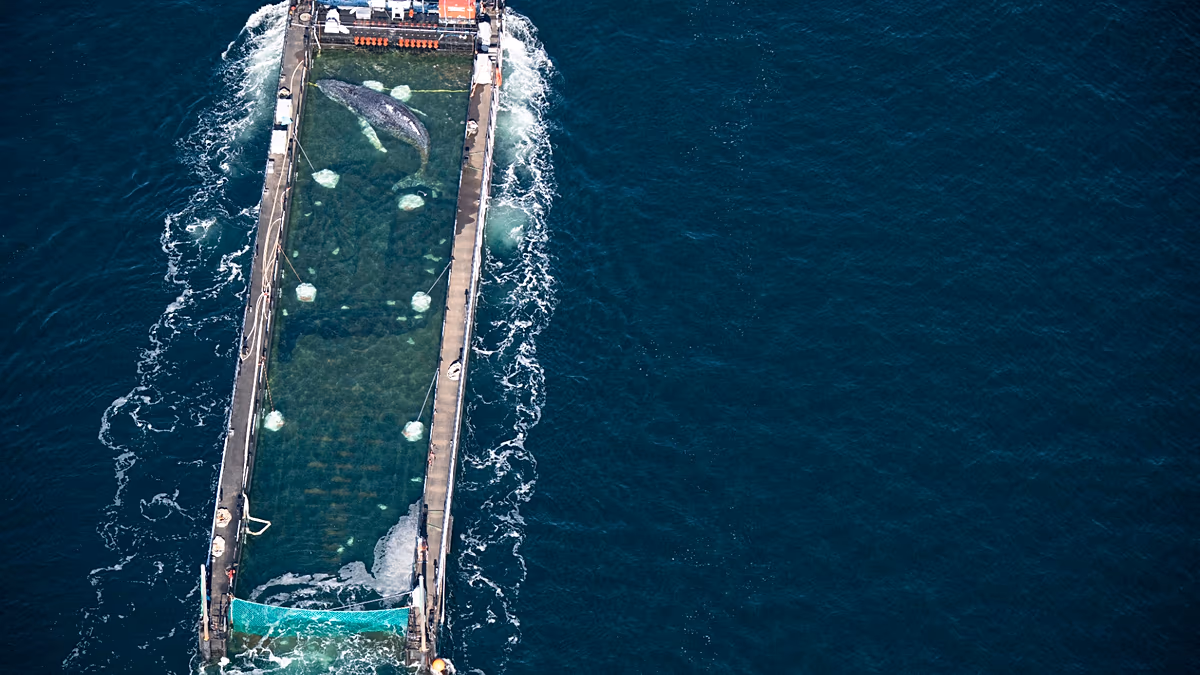 Timmy the humpback whale is presumed to have died after being released into a shipping lane