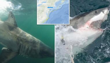 Beachgoers beware! First great white of season spotted off Jersey coast