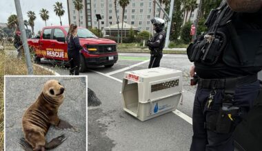 Baby sea lion rescued near 101 by off-duty Bay Area cop