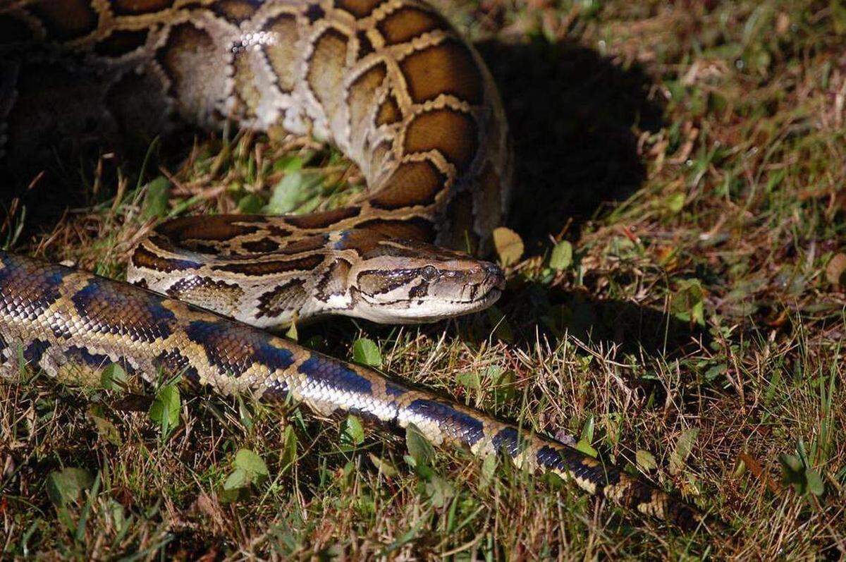 Scientists from the University of Florida (UF/IFAS) and the United States Geological Survey (USGS) are using new techniques to study the behavior and reproduction of Burmese pythons.